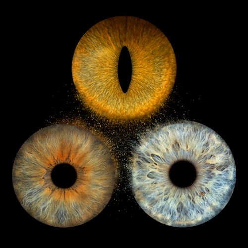 animaux iris photo 500x500px