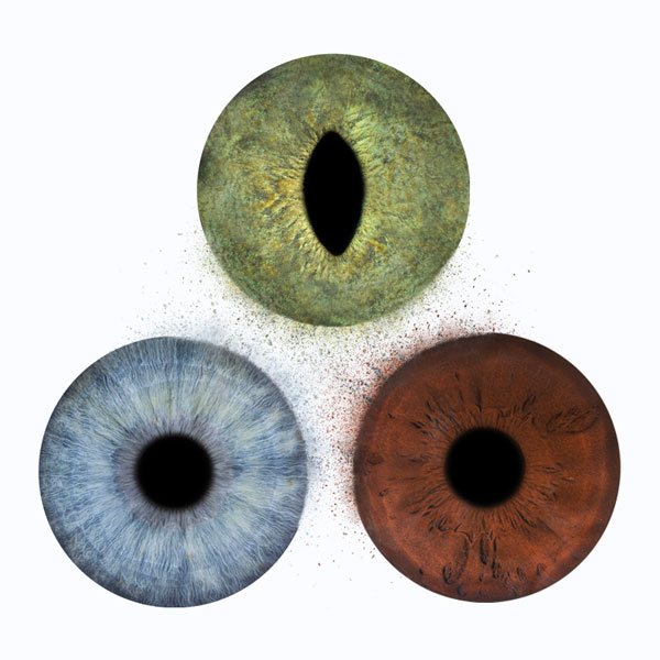 photographie animal iris