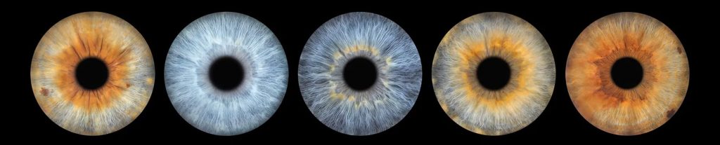 iris galerie.jpg